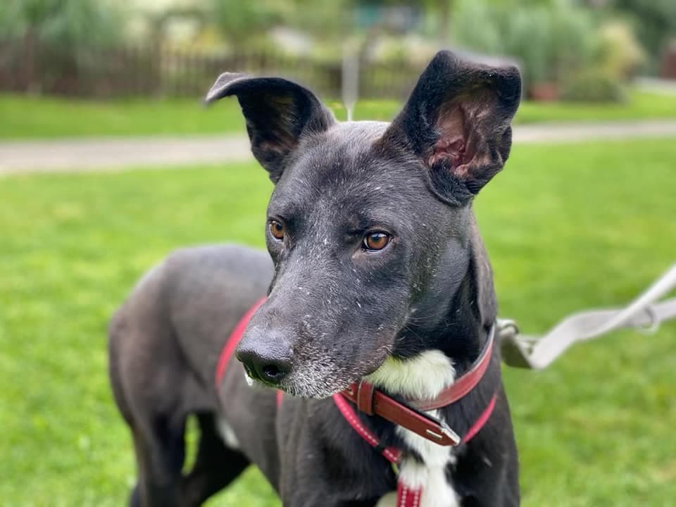 Kiwi - Labrador Retriever - Bild 2