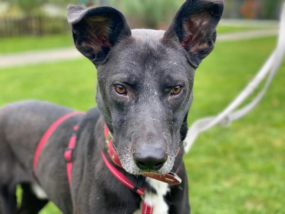 Kiwi - Labrador Retriever - Bild 3