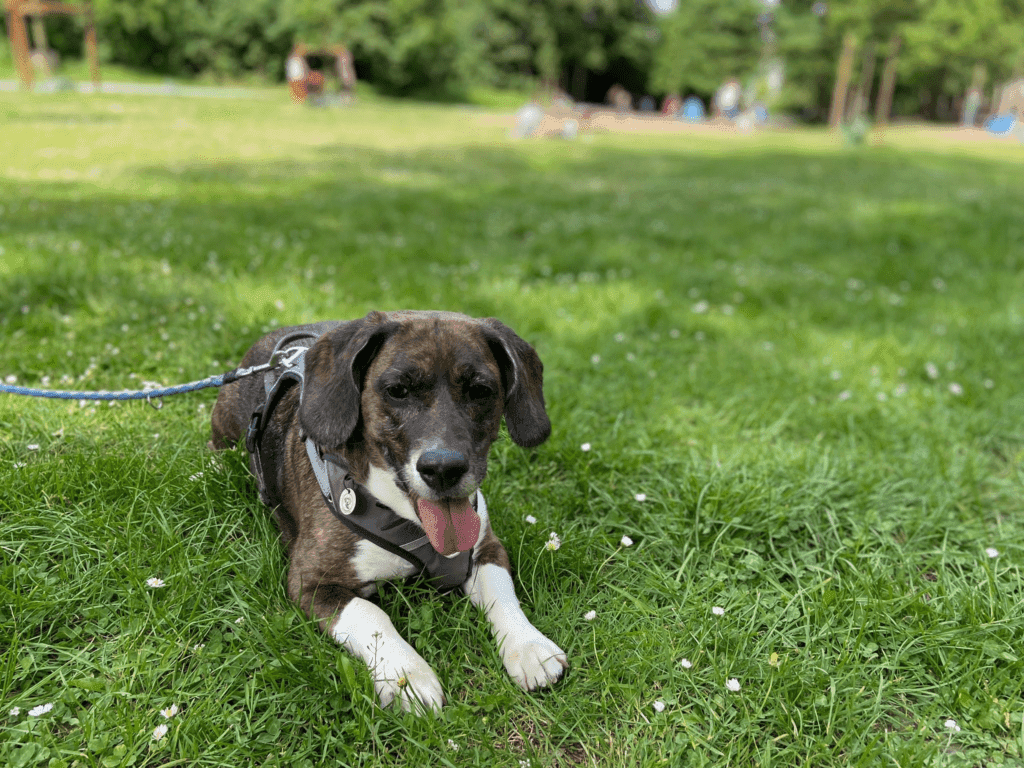 Beagle-Mix Beaglefan