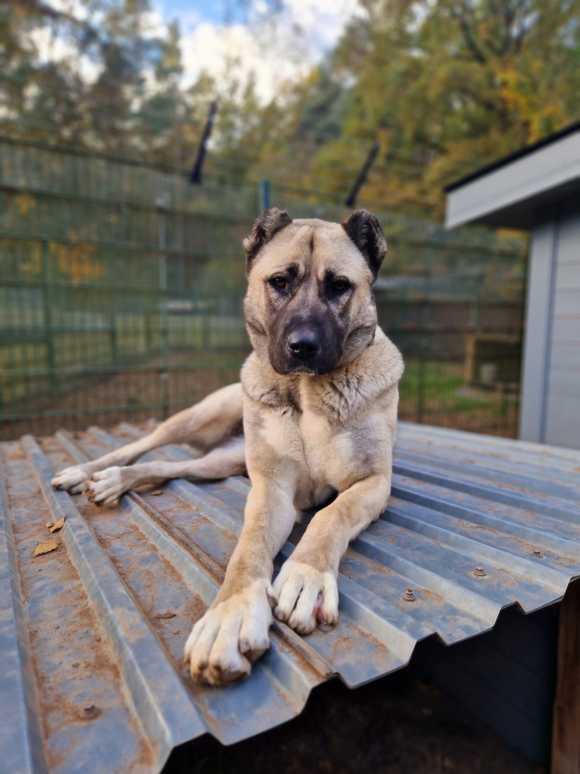 Berta - Kangal-Hirtenhund - Bild 13