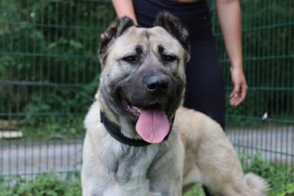Kangal-Hirtenhund-Mix Berta