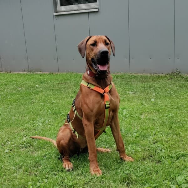 Chaya - Cane Corso Italiano - Bild 14