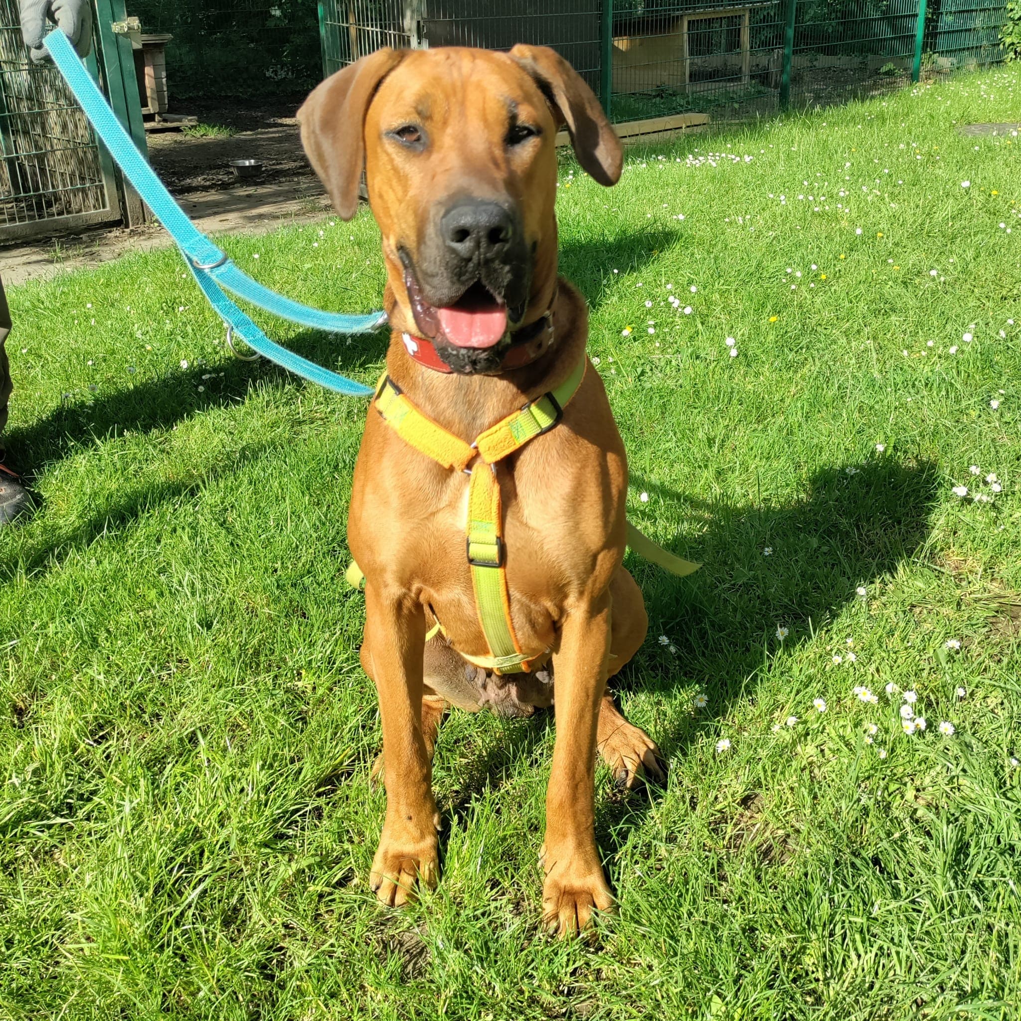 Chaya - Cane Corso Italiano - Bild 12