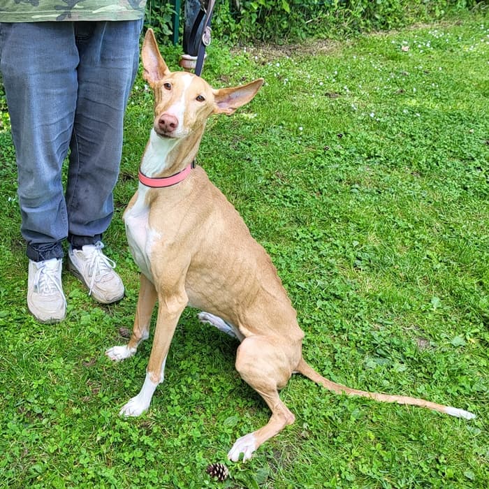 Podenco Canario-Mix Cleo