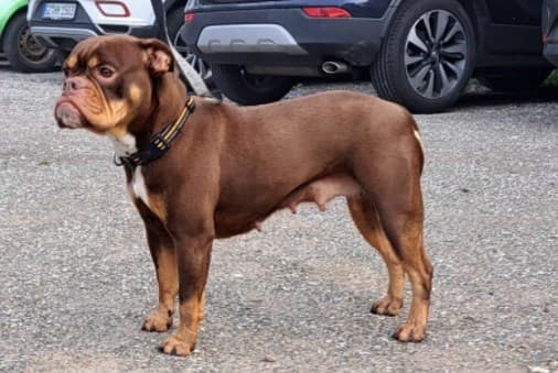 Kangal-Hirtenhund Idefix