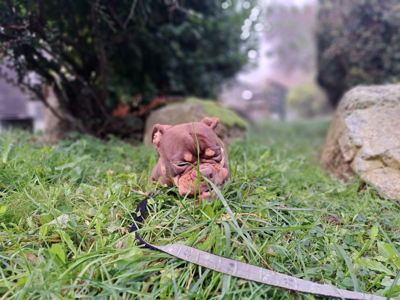 Idefix - Kangal-Hirtenhund - Bild 4