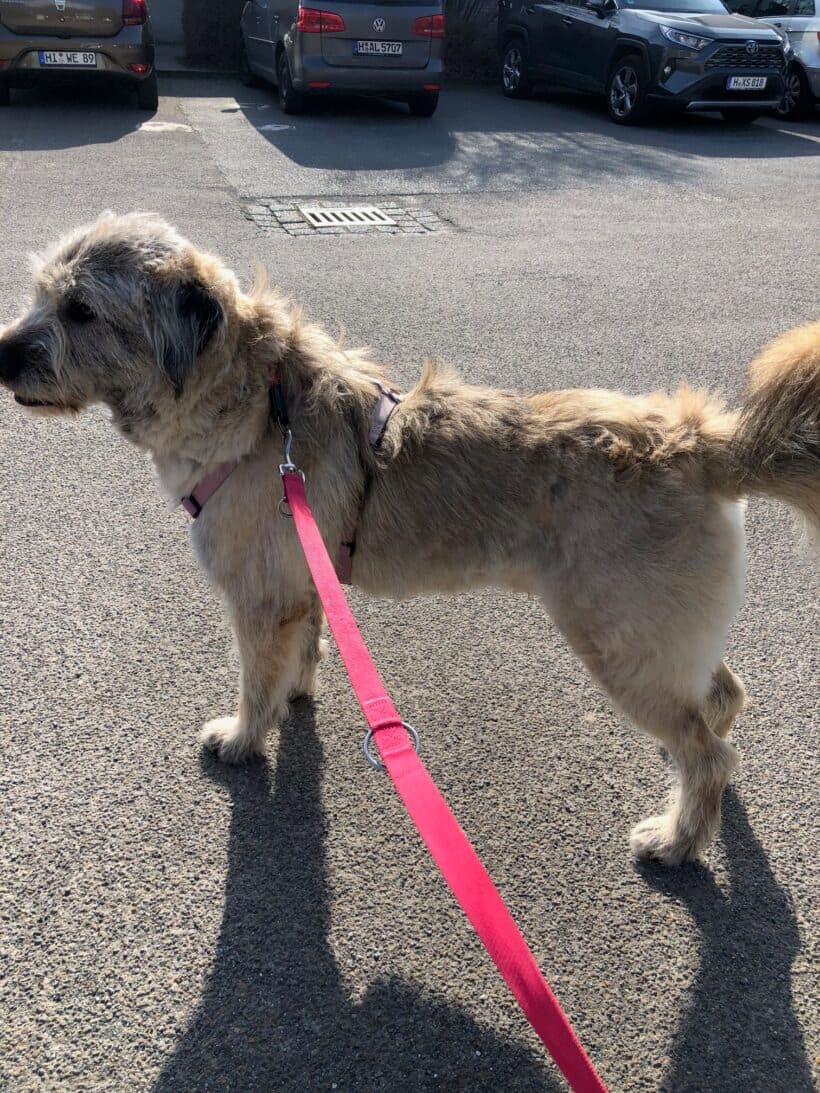 Eddie - Ciobănesc Românesc Mioritic - Bild 7