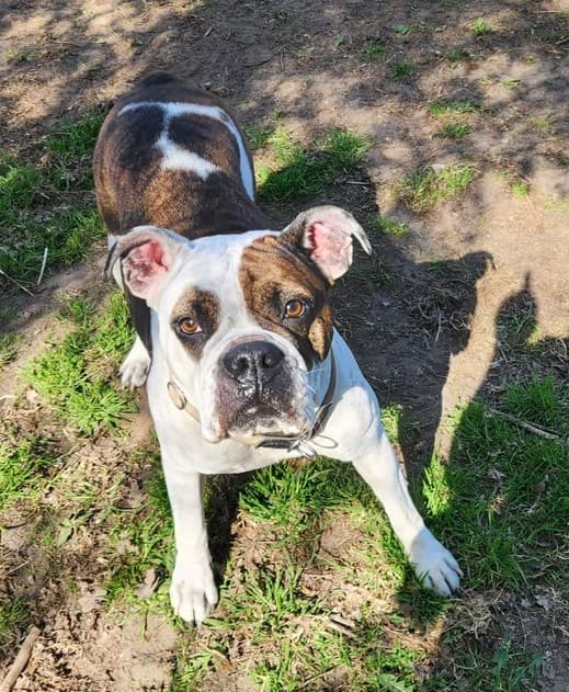 Englische Bulldogge Toffee