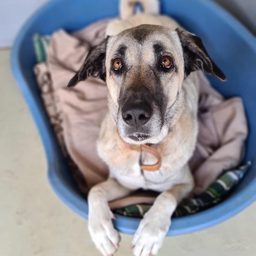 Ronja - Kangal-Hirtenhund - Bild 1