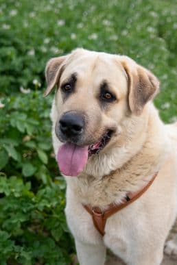 Kangal-Hirtenhund Bullut