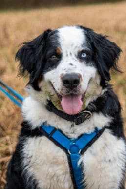 Siberian Husky-Mix Hanni