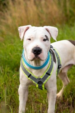 American Staffordshire Terrier-Mix Don