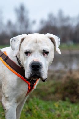 Deutscher Boxer-Mix Attila