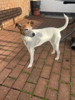 Jack Russell Terrier-Mix Lilly