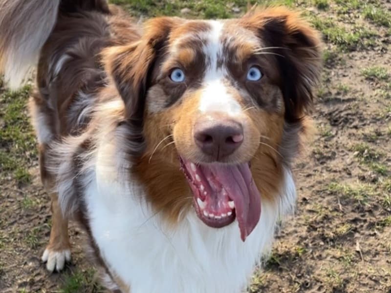Australian Shepherd Shir-Kahn