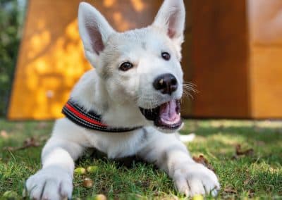 Deutscher Schäferhund-Mix Sami