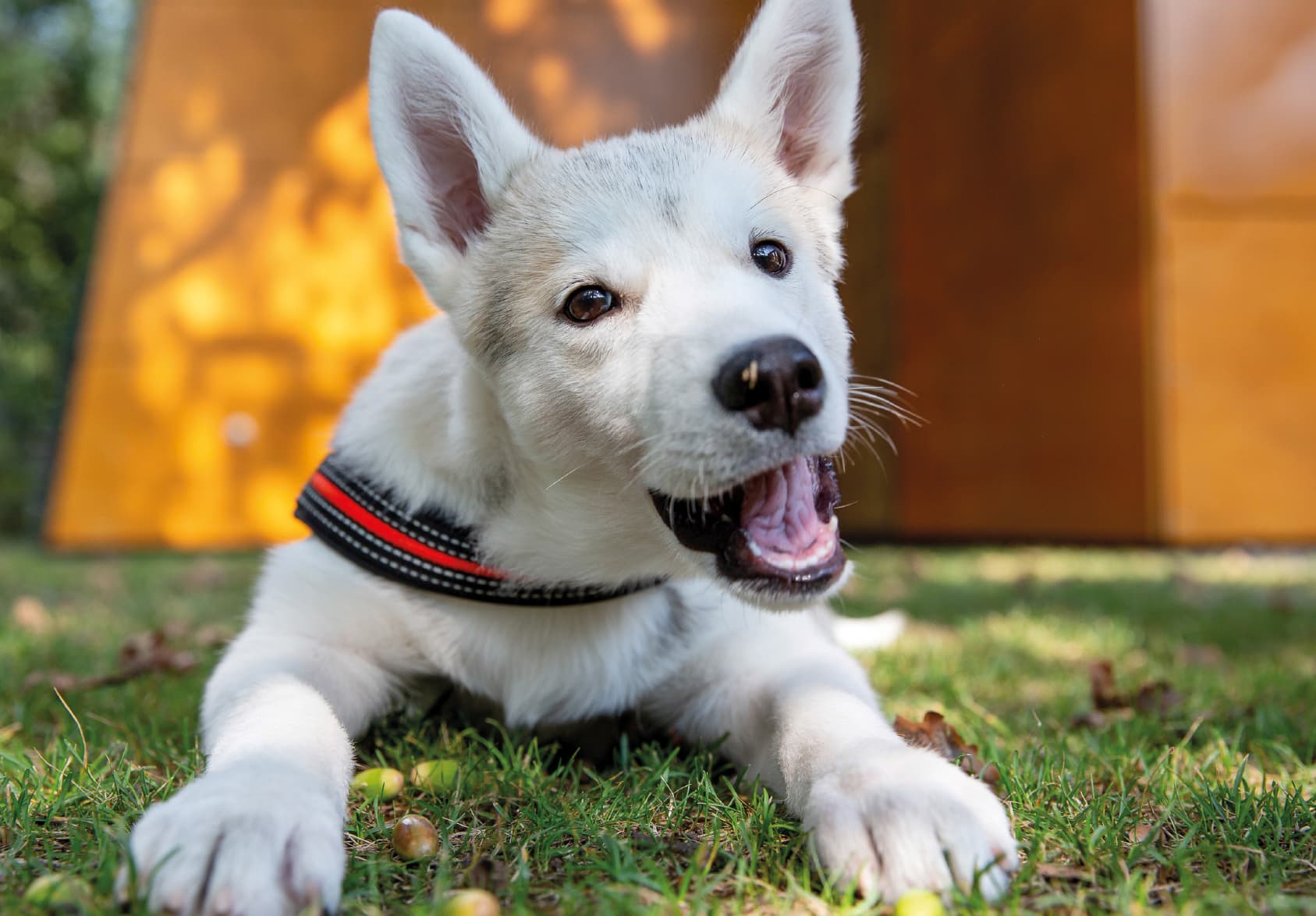 Angel - Belgischer Schäferhund - Bild 6