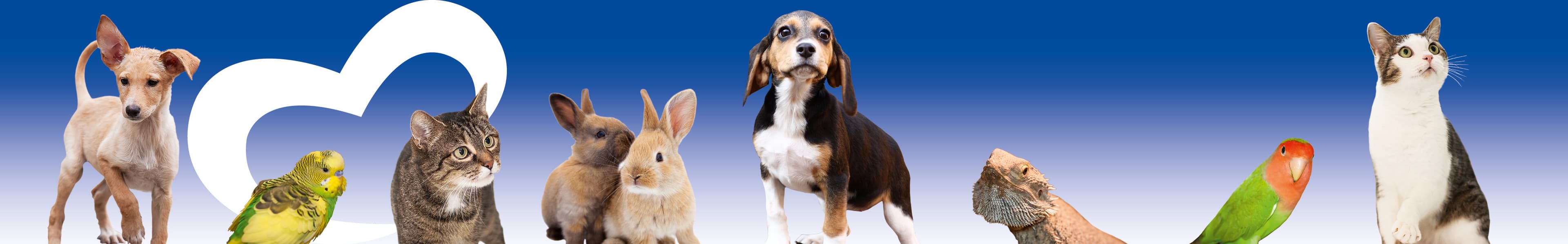 Angel - Belgischer Schäferhund - Bild 7