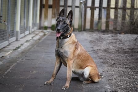 Angel - Belgischer Schäferhund - Bild 4