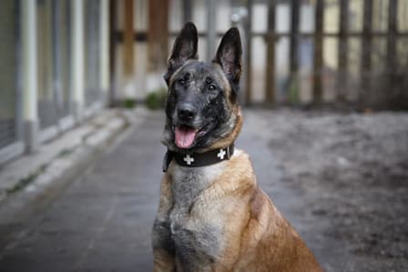 Belgischer Schäferhund Angel