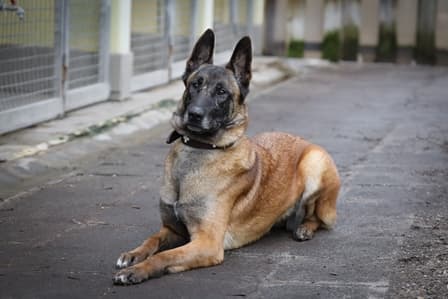 Angel - Belgischer Schäferhund - Bild 3