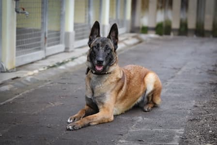 Angel - Belgischer Schäferhund - Bild 2