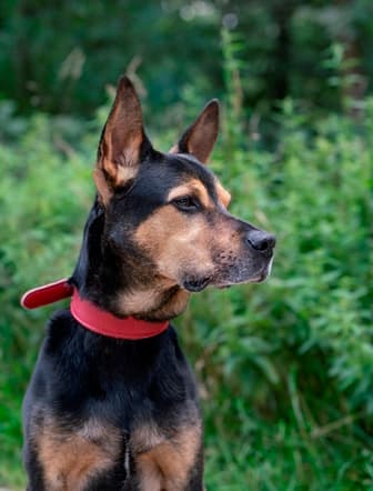 Harry Hercules - Deutscher Schäferhund - Bild 4