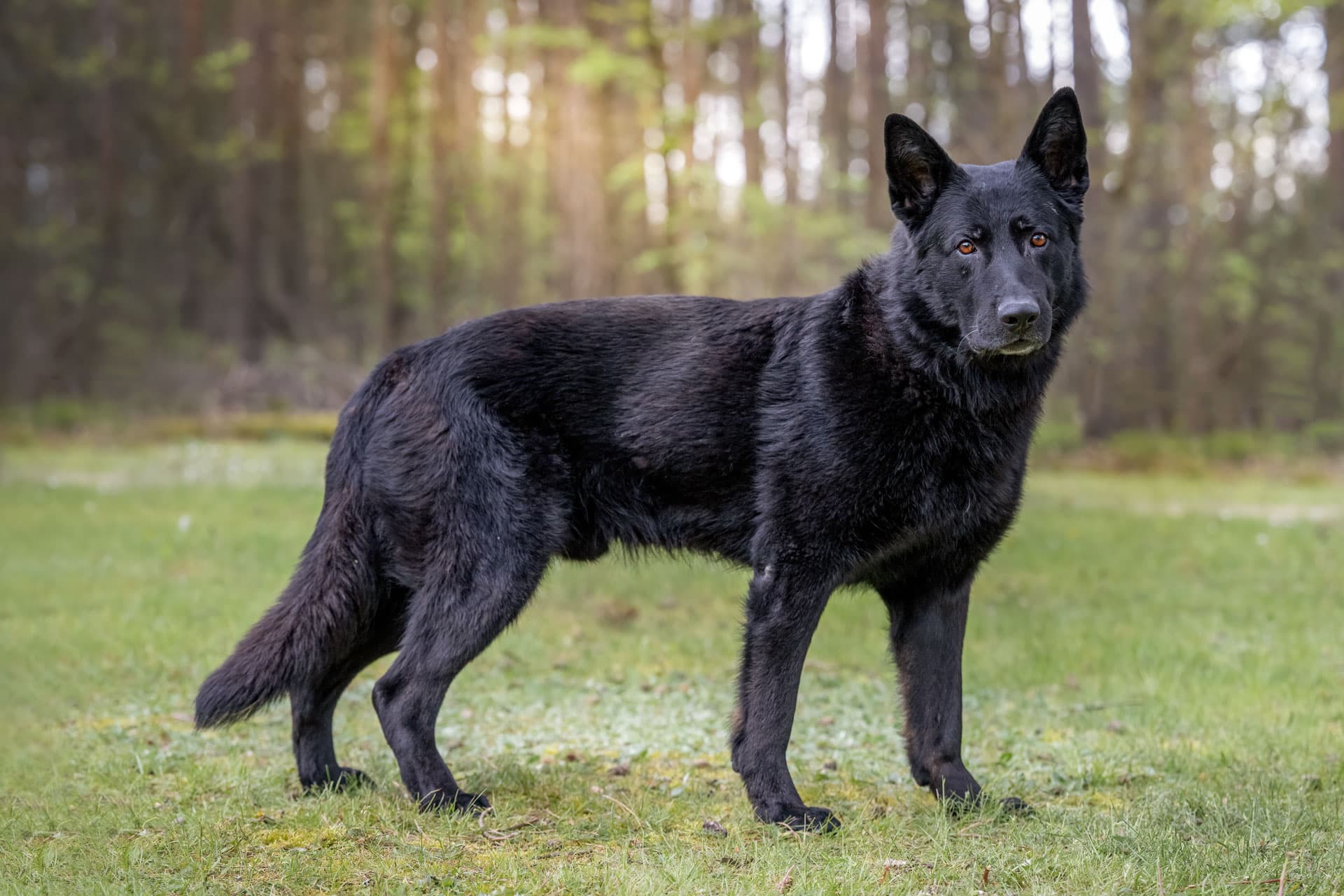 Apoll - Deutscher Schäferhund - Bild 5