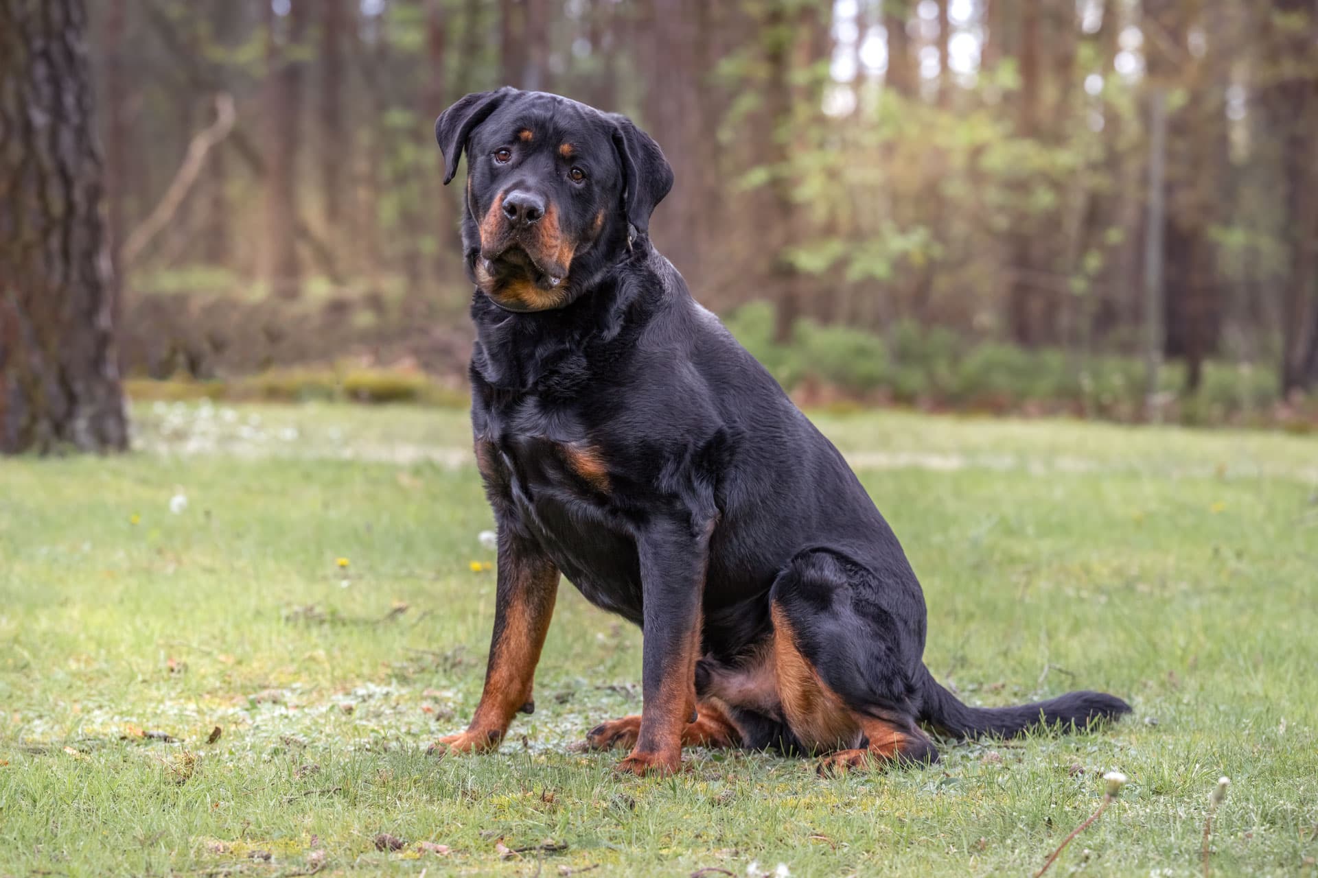 Maximus - Rottweiler - Bild 5