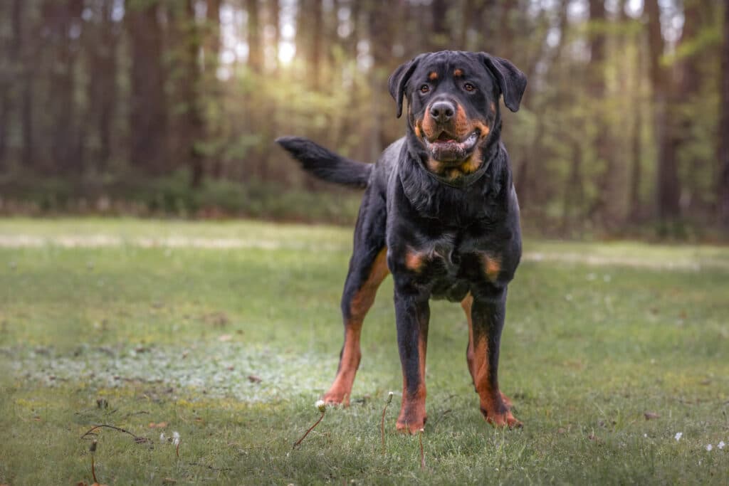 Maximus - Rottweiler - Bild 2
