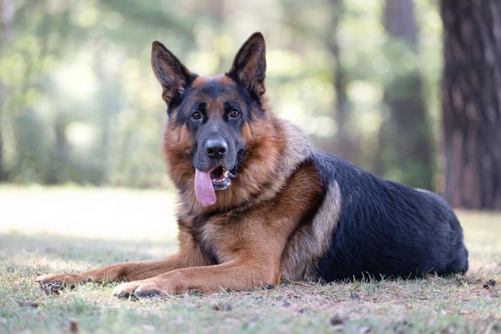 Ares - Deutscher Schäferhund - Bild 2