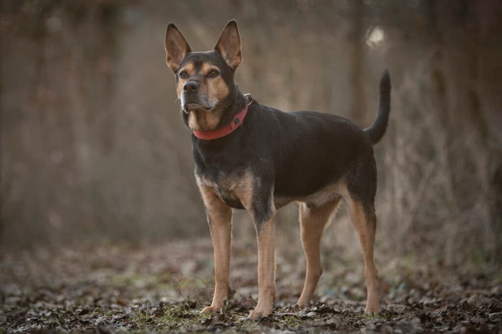 Harry Hercules - Deutscher Schäferhund - Bild 5