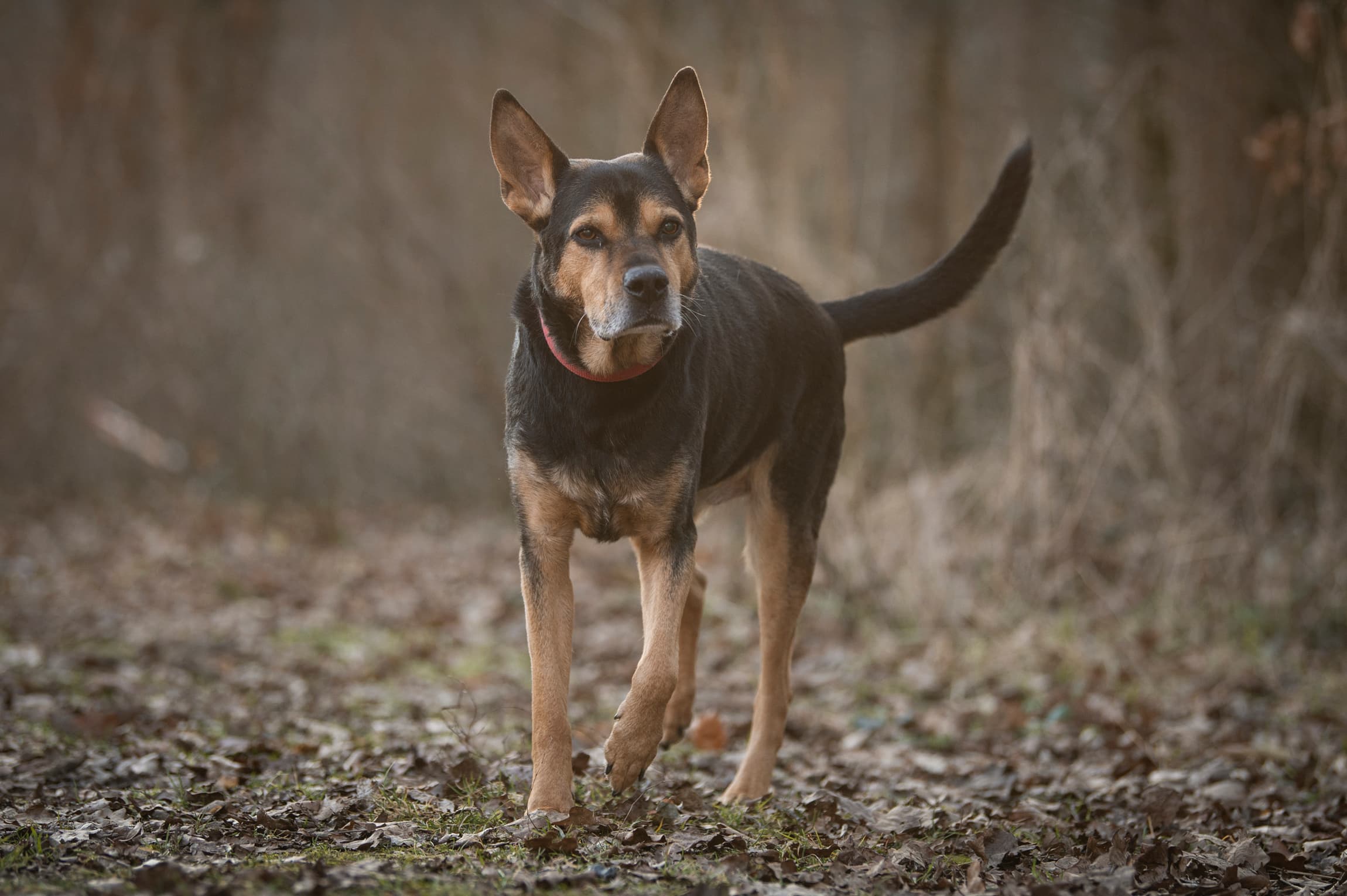 Harry Hercules - Deutscher Schäferhund - Bild 9