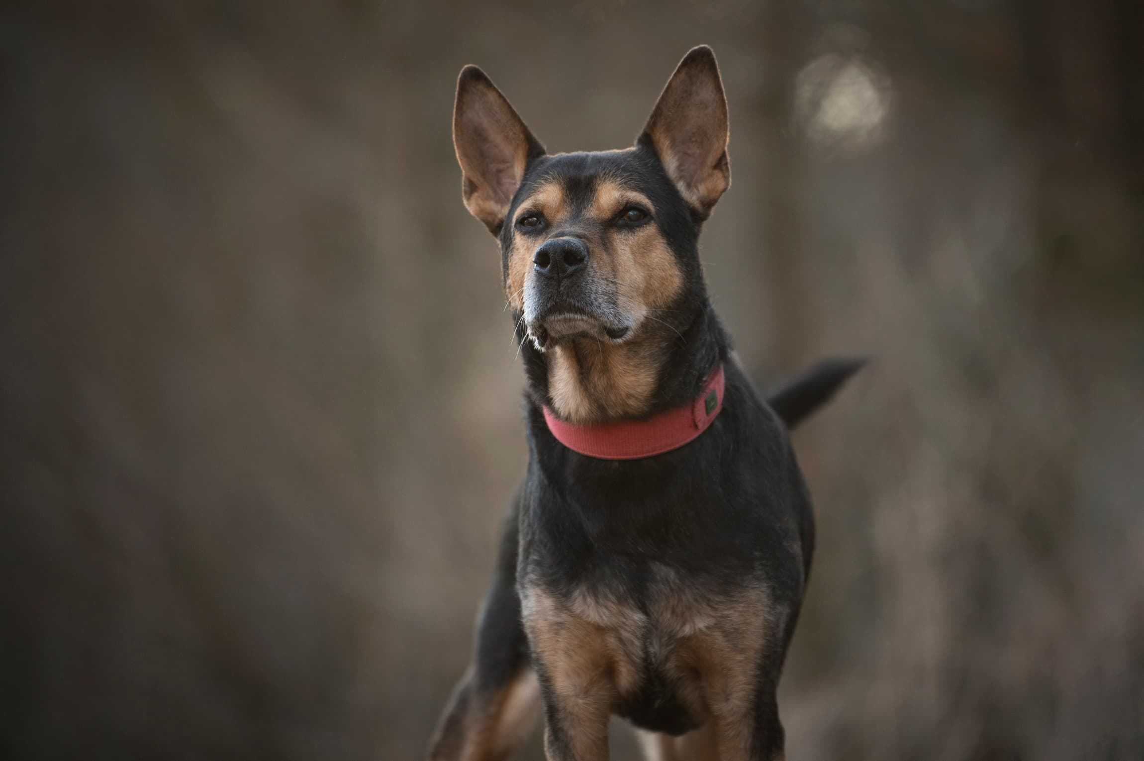 Harry Hercules - Deutscher Schäferhund - Bild 8
