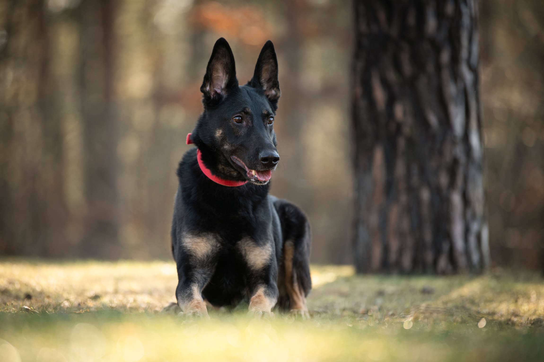 Jemma - Deutscher Schäferhund - Bild 6