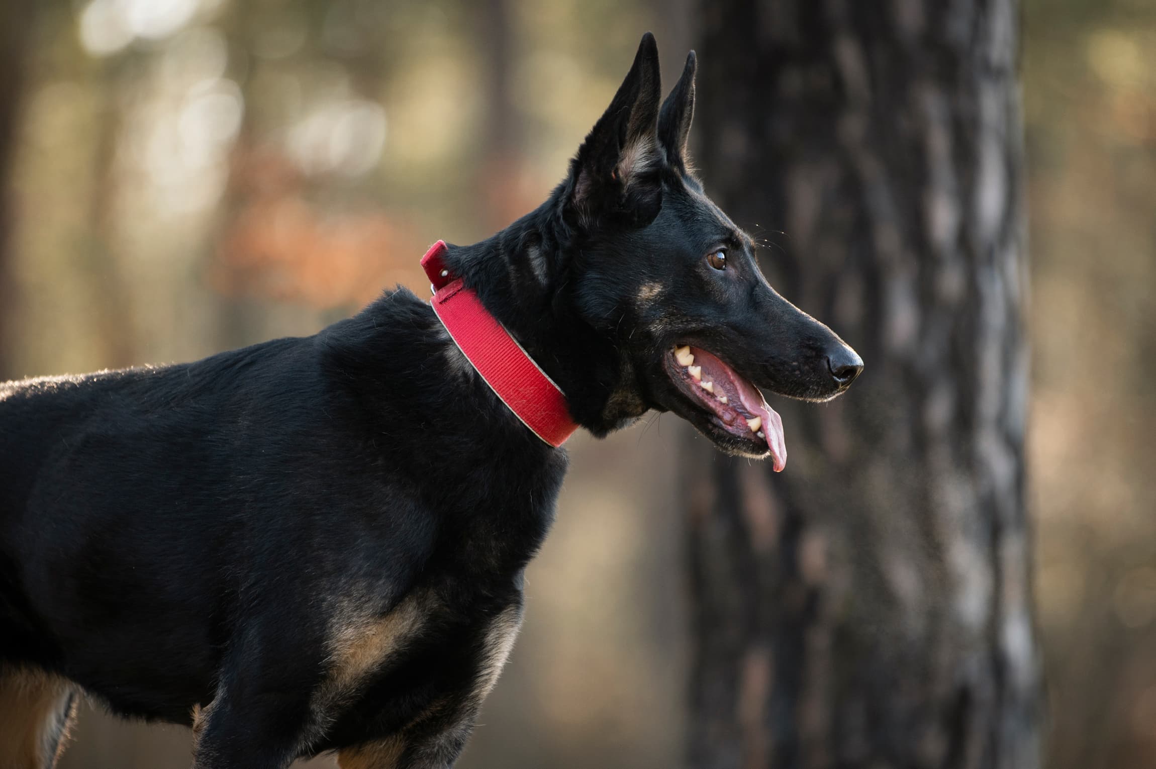 Jemma - Deutscher Schäferhund - Bild 5