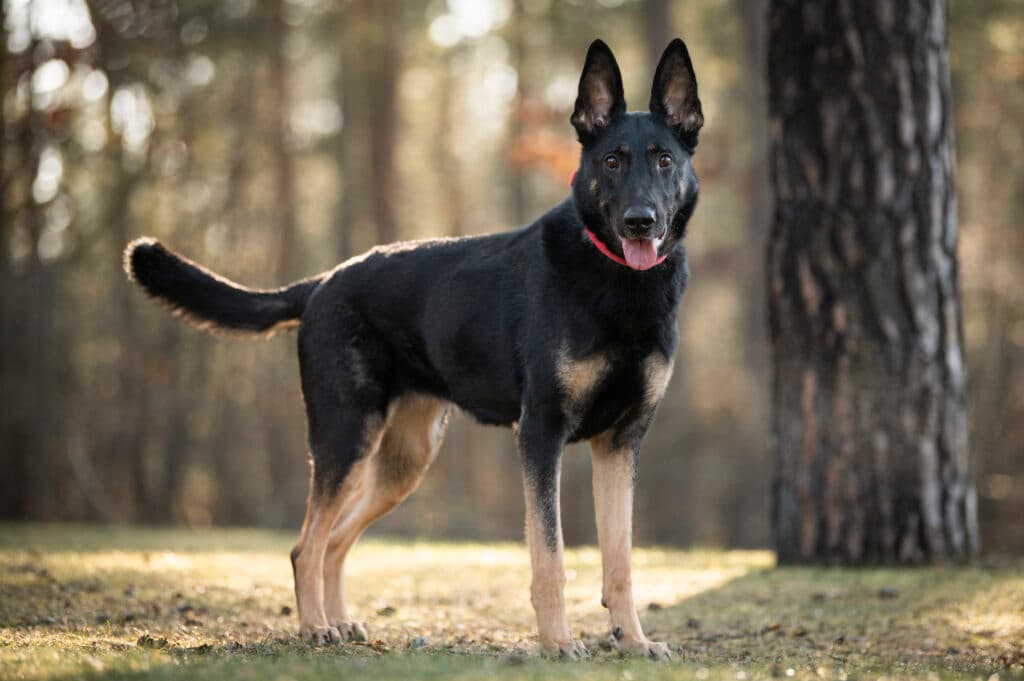 Jemma - Deutscher Schäferhund - Bild 2