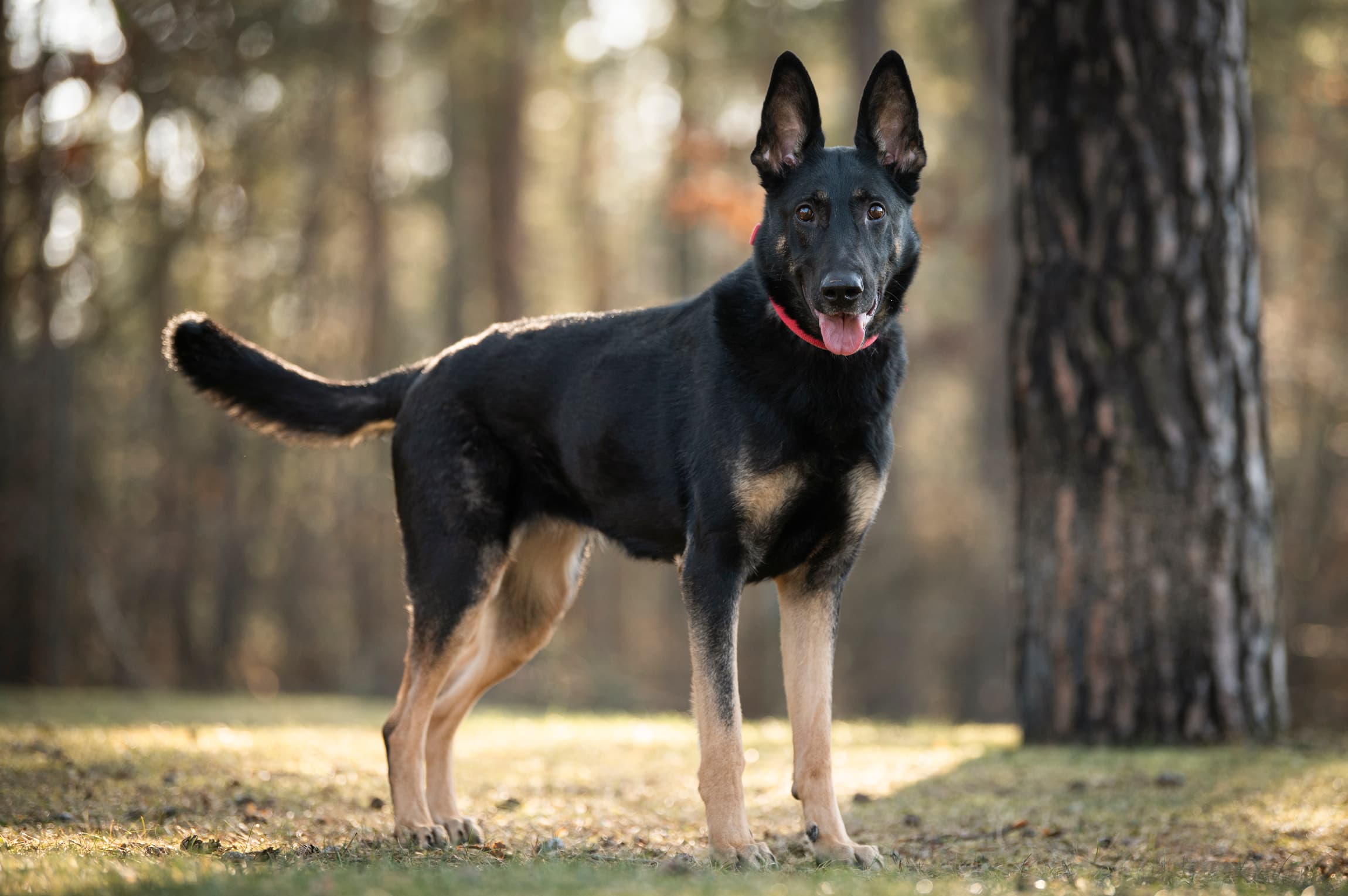 Jemma - Deutscher Schäferhund - Bild 4