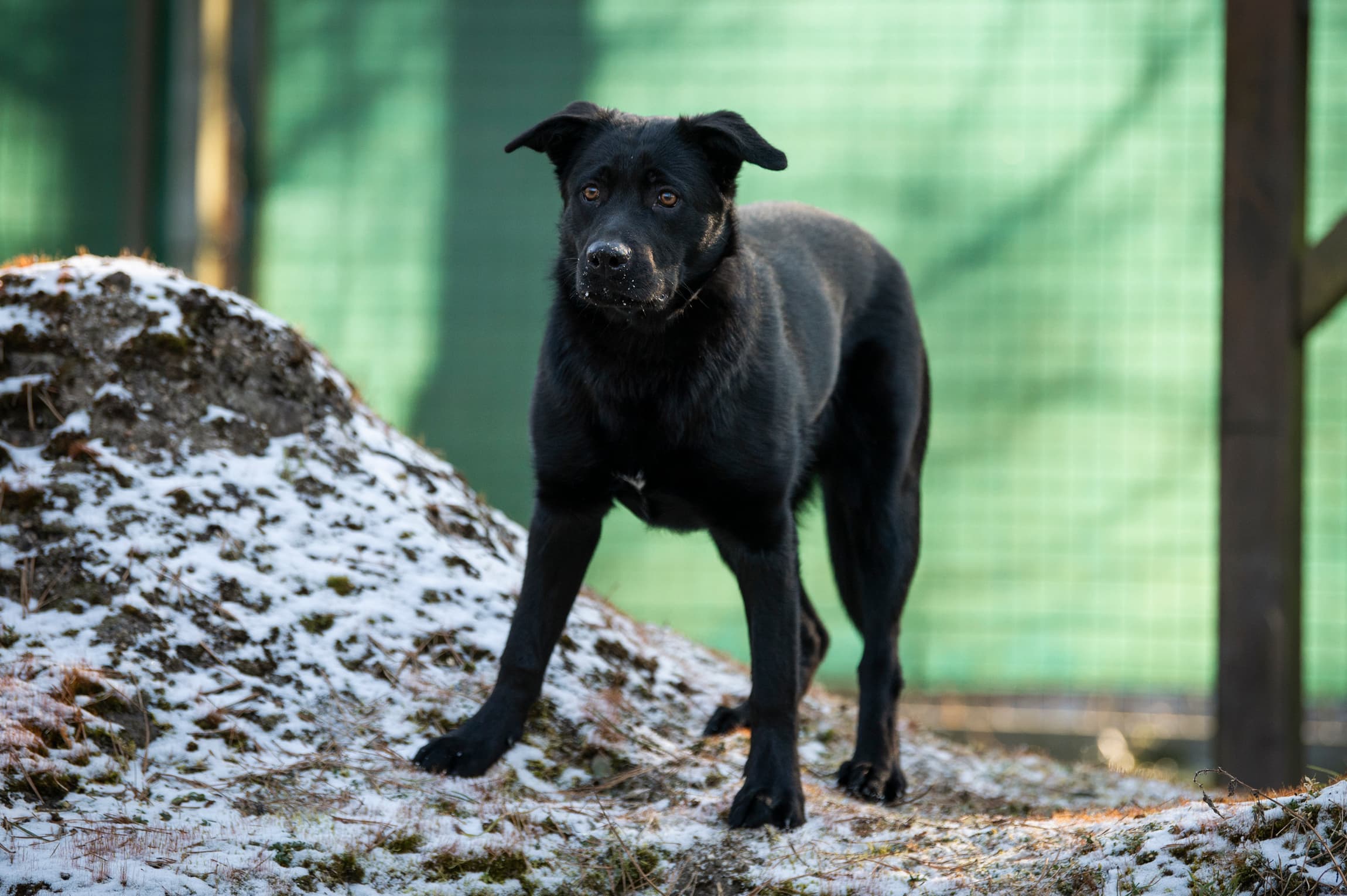 Melody - Labrador Retriever - Bild 4