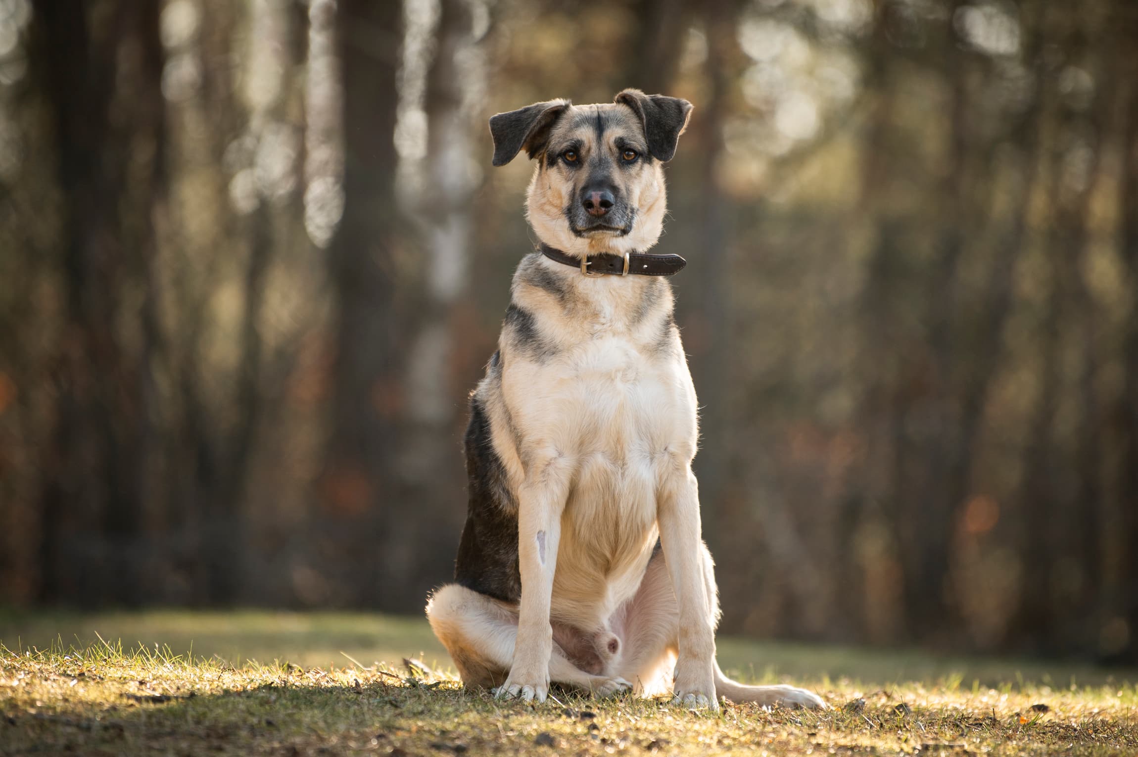 Sami - Deutscher Schäferhund - Bild 6