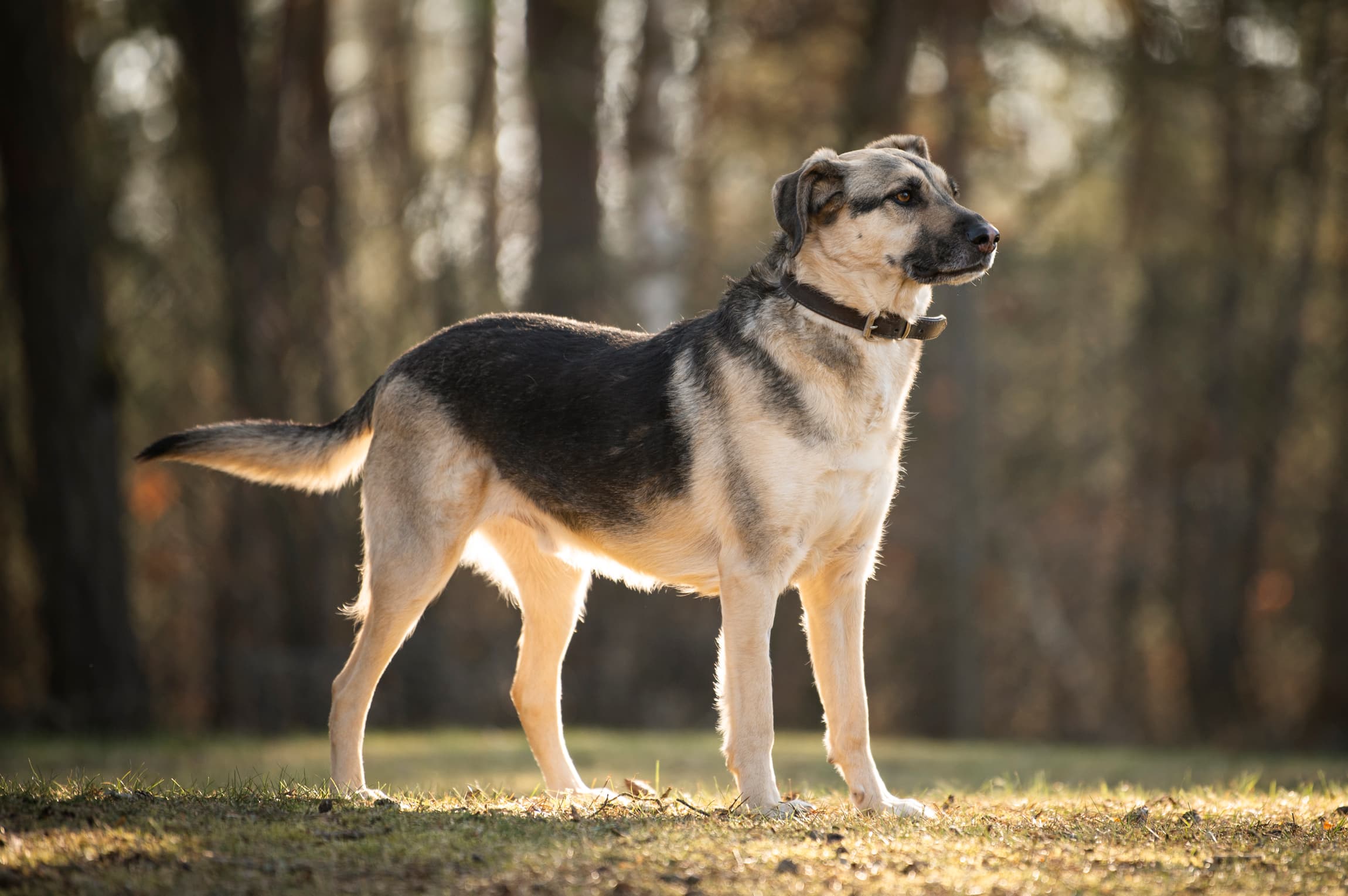 Sami - Deutscher Schäferhund - Bild 5