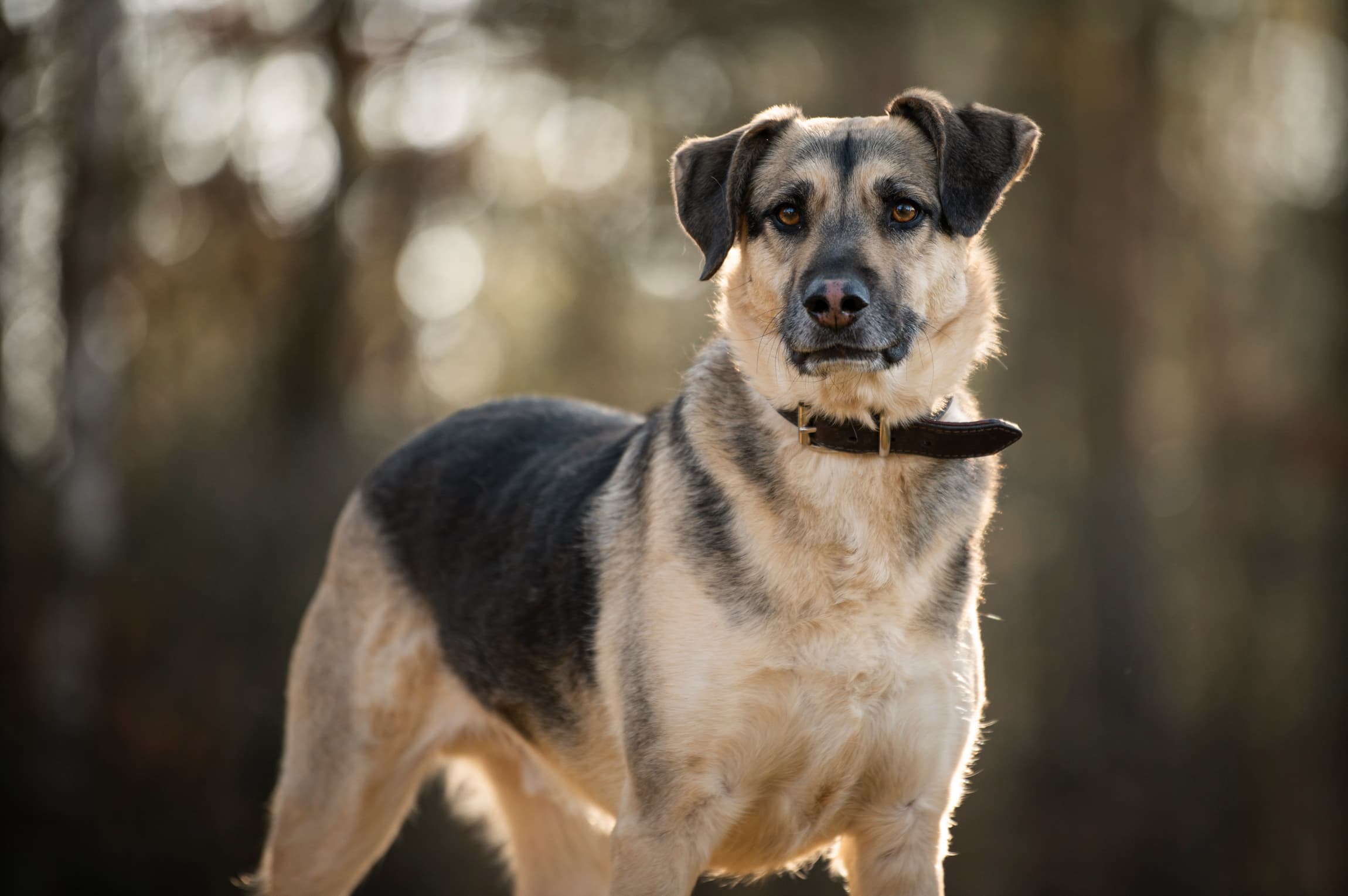 Sami - Deutscher Schäferhund - Bild 4