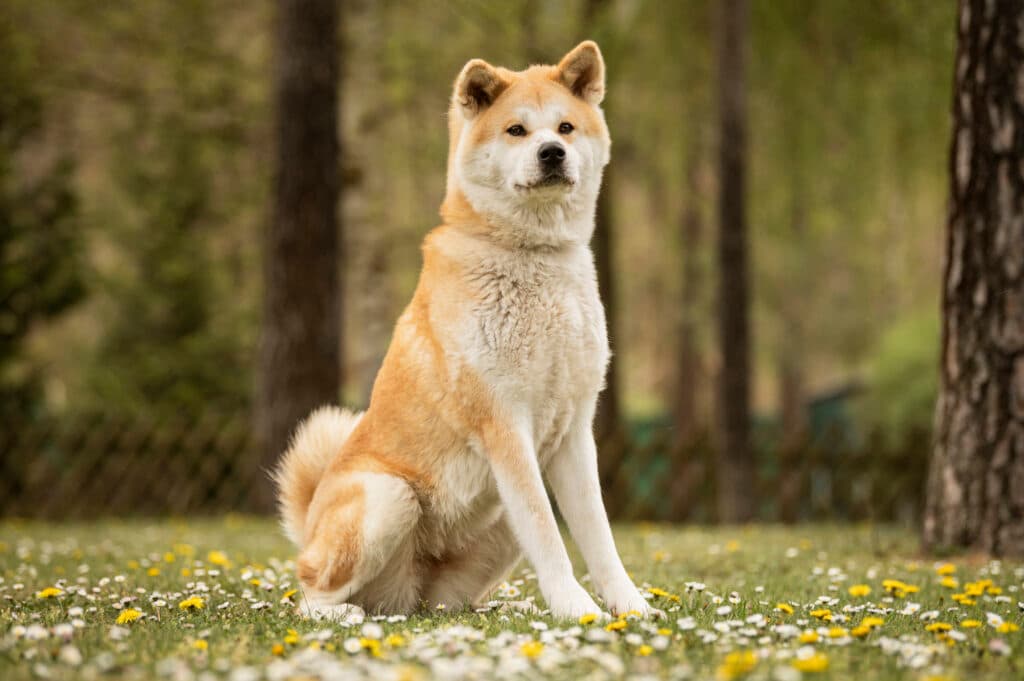 Yuki - Akita - Bild 2