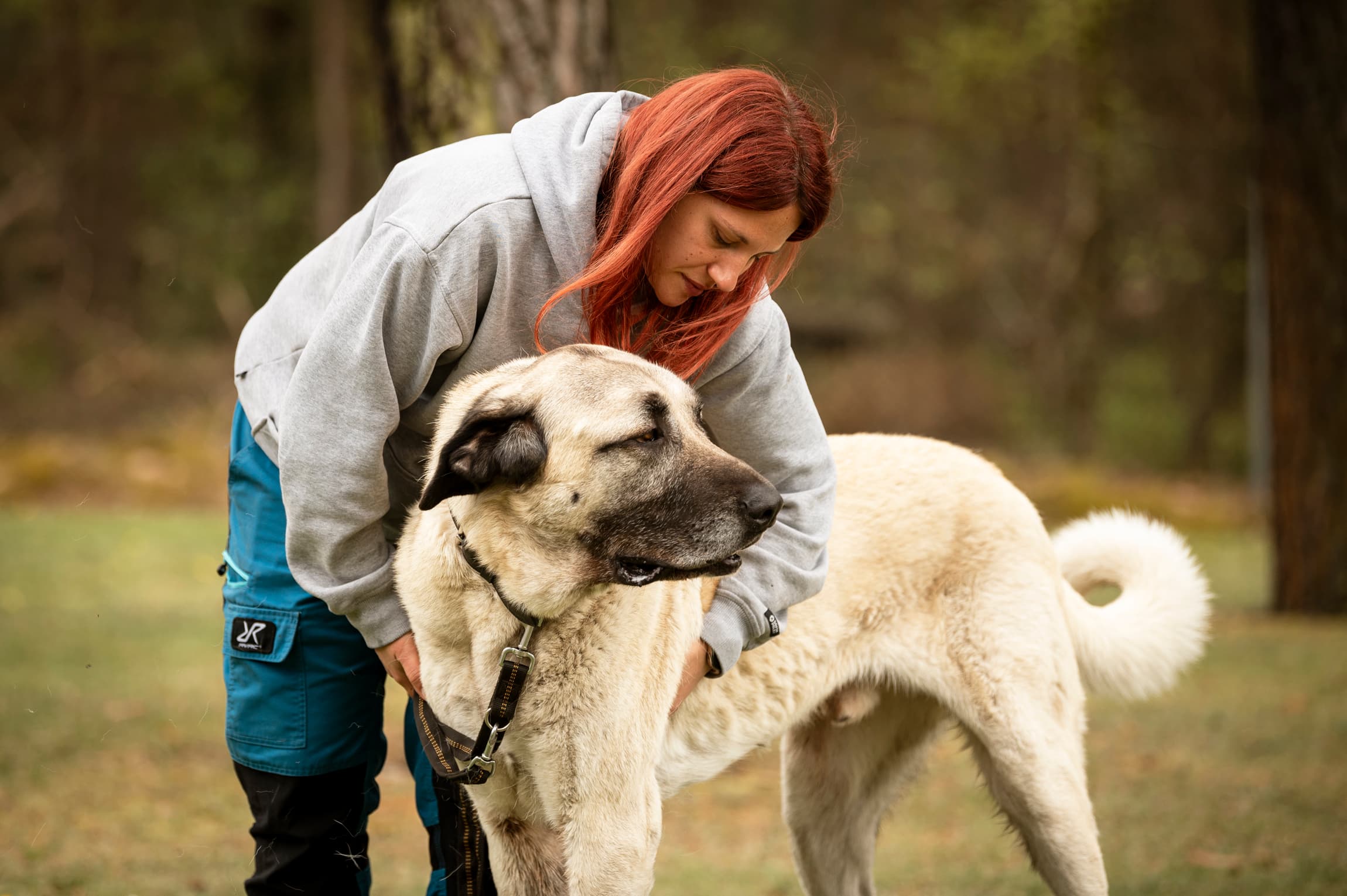 Alfi - Kangal-Hirtenhund - Bild 10