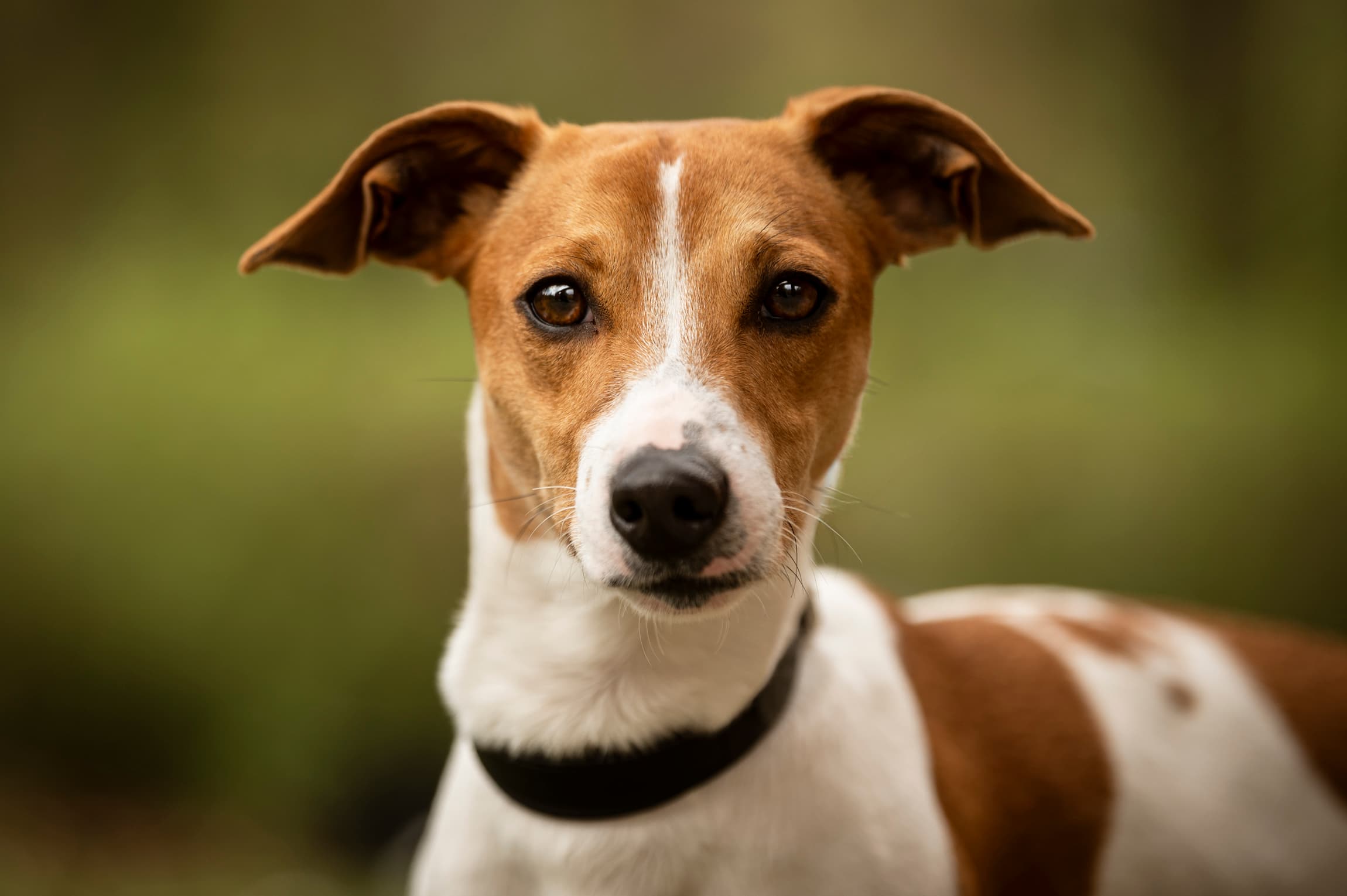 Buddy - Jack Russell Terrier - Bild 4