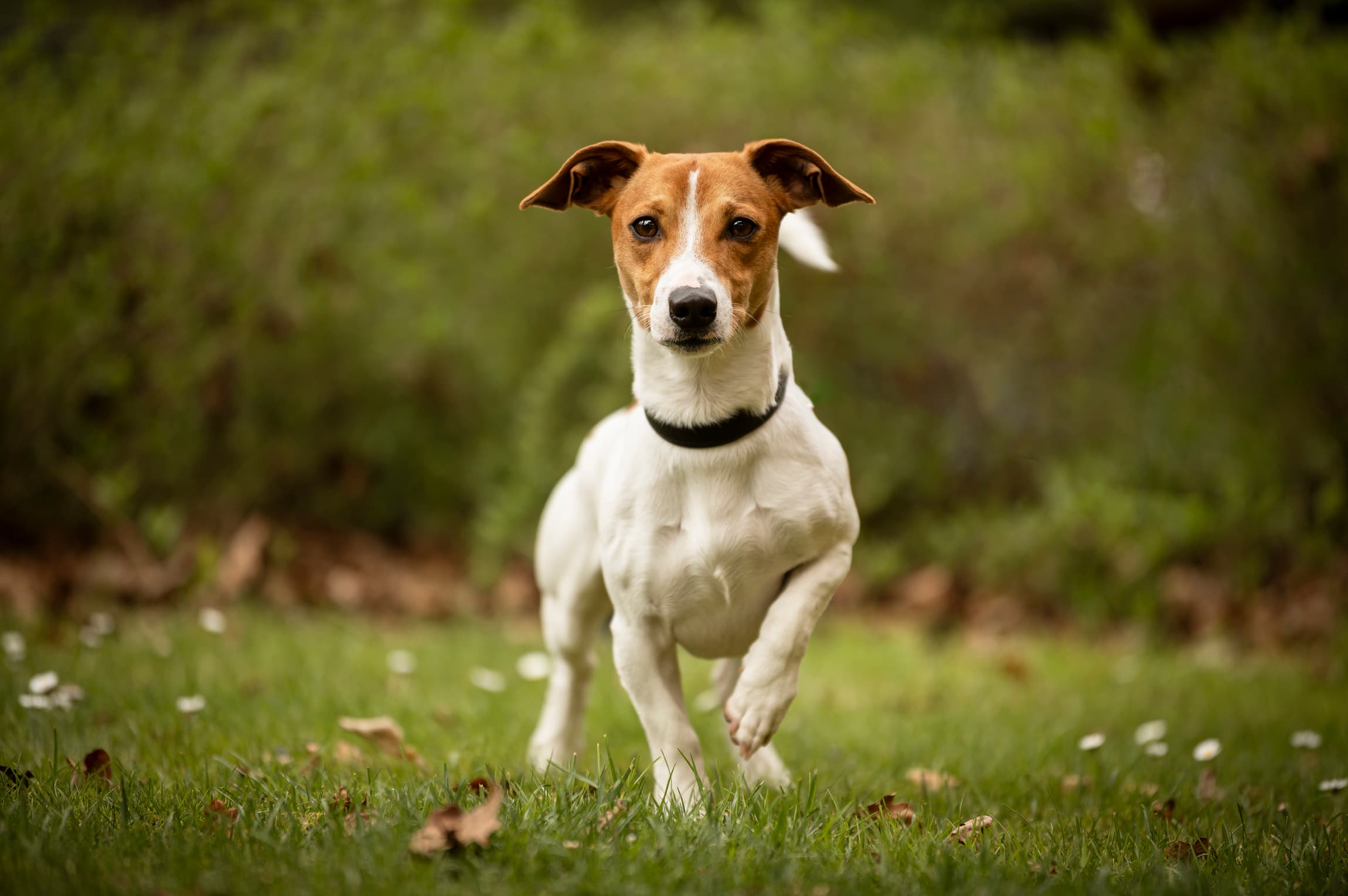 Buddy - Jack Russell Terrier - Bild 7