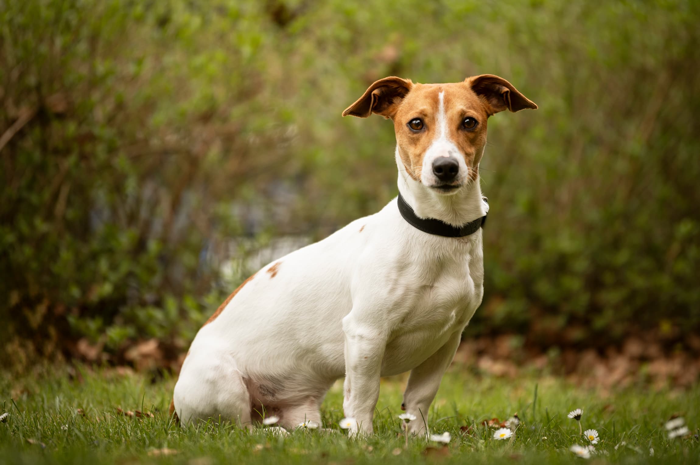 Buddy - Jack Russell Terrier - Bild 5