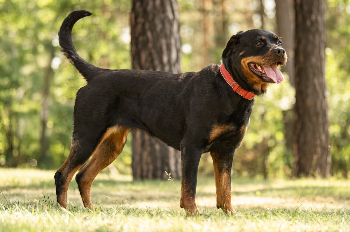 Cara - Rottweiler - Bild 5