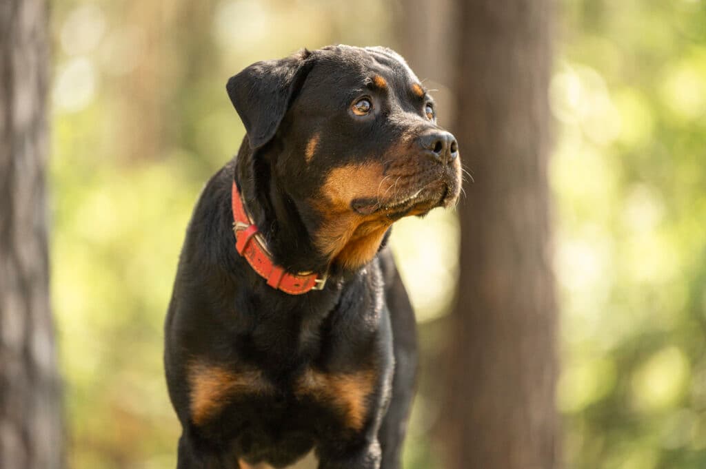 Cara - Rottweiler - Bild 1