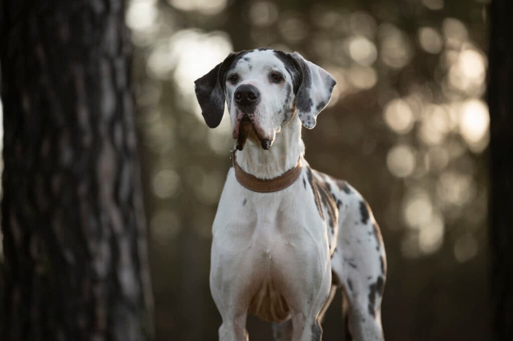 Deutsche Dogge Karl